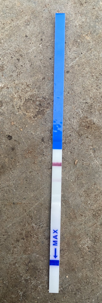 Is This Pregnancy Test strip Positive Or Negative? (Photo)