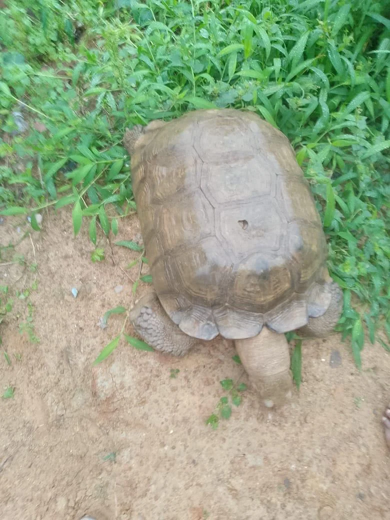 420-Year-Old Tortoise 'Baba' Dies At Alaafin’s Palace In Oyo, Draws Controversy