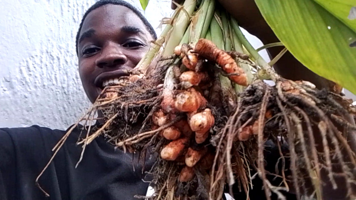 20166703_royalgreendiaryfarmingturmeric_jpeg8bb6a3da065d0fa5b193ce2add3cd36a