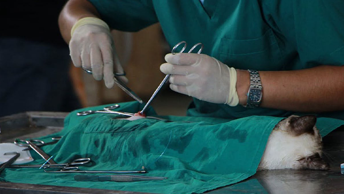 Group urges two vets per LG to tackle rabies in Kogi