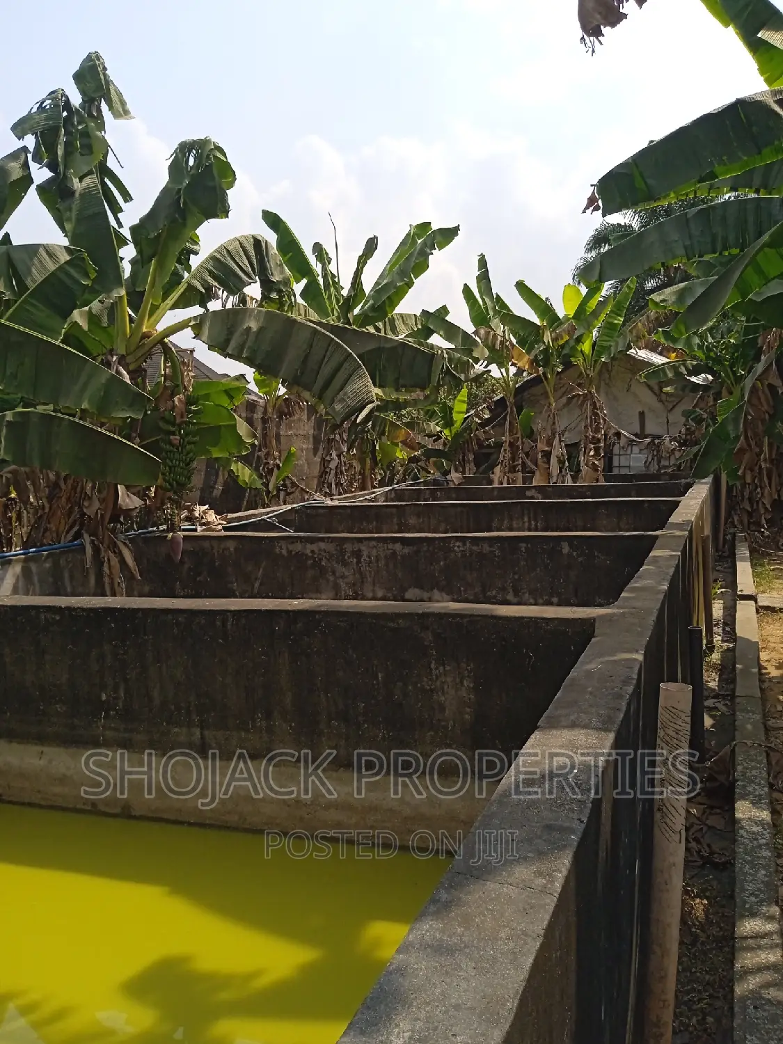 Fish Farm for Lease, Igbo Etche