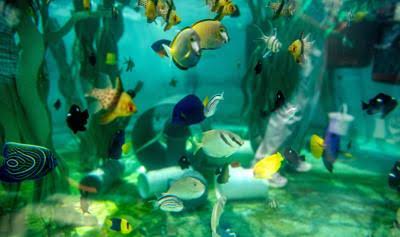 20122157_aquarium_jpeg35b43715063003175a8965ec6bdea46b