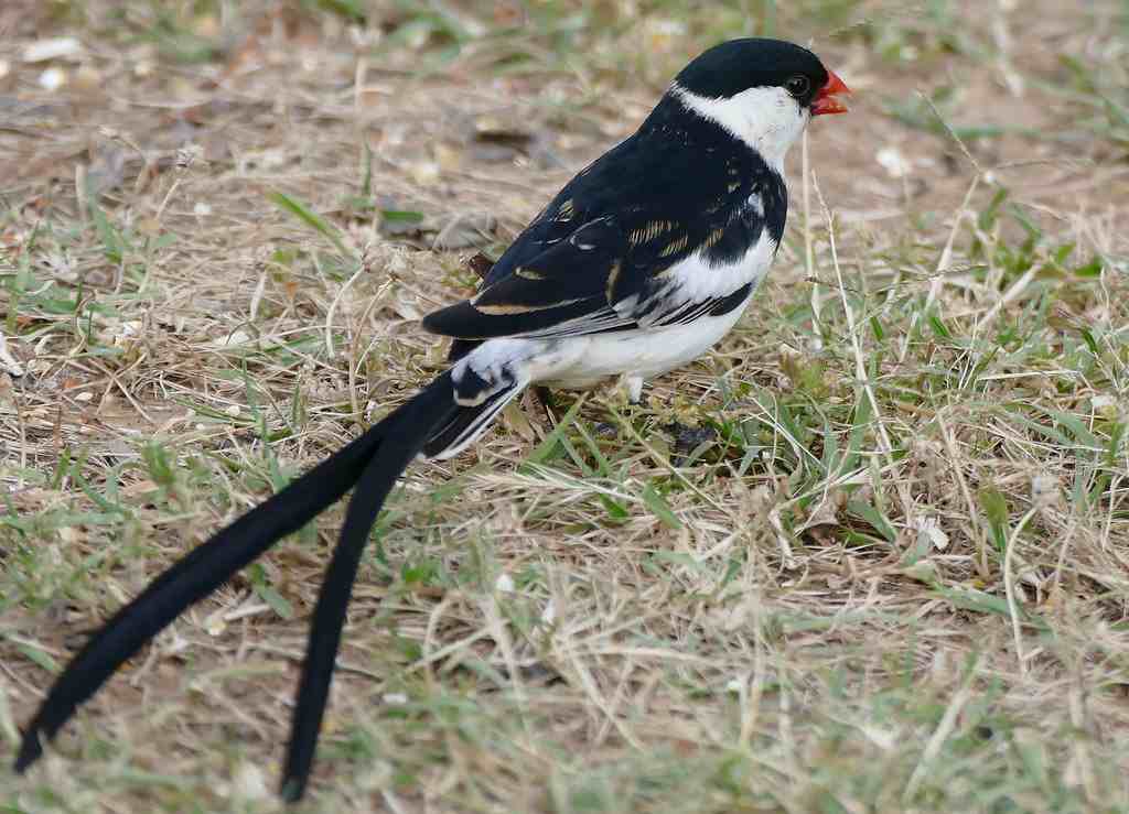 Pin-tailed Whydah: The Beautiful Bird Called Ugeleoma in Igbo Land