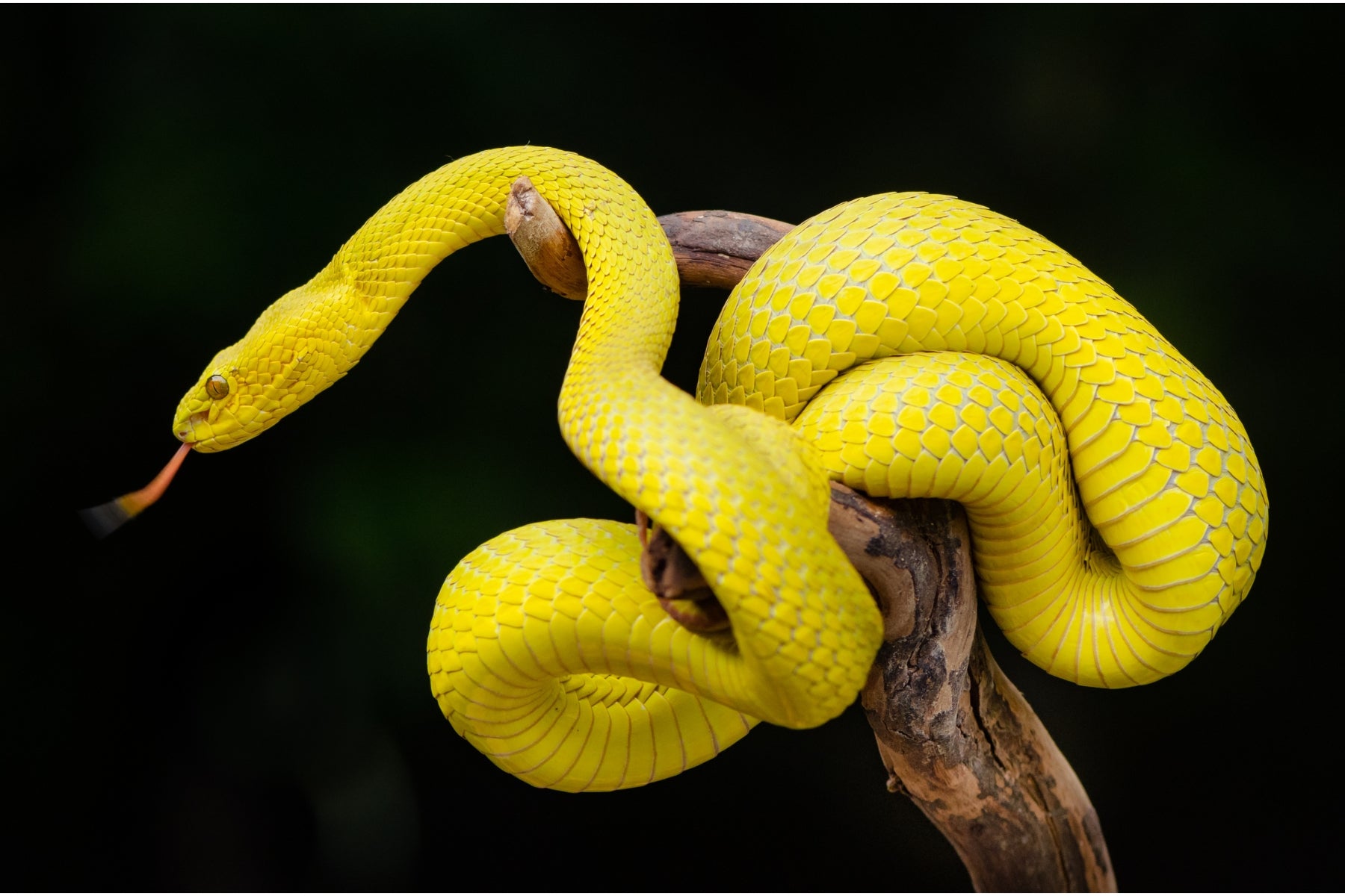 Learning All About Snakes - Things You Should Actually Know