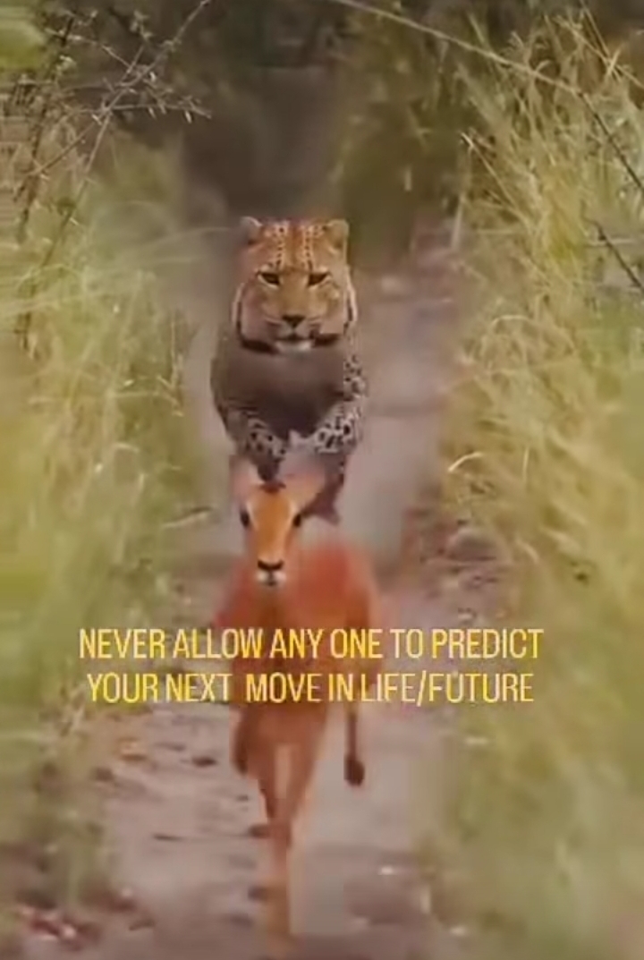 See How A Springbok Outsmarted A Leopard In A Hot Pursuit In The Forest