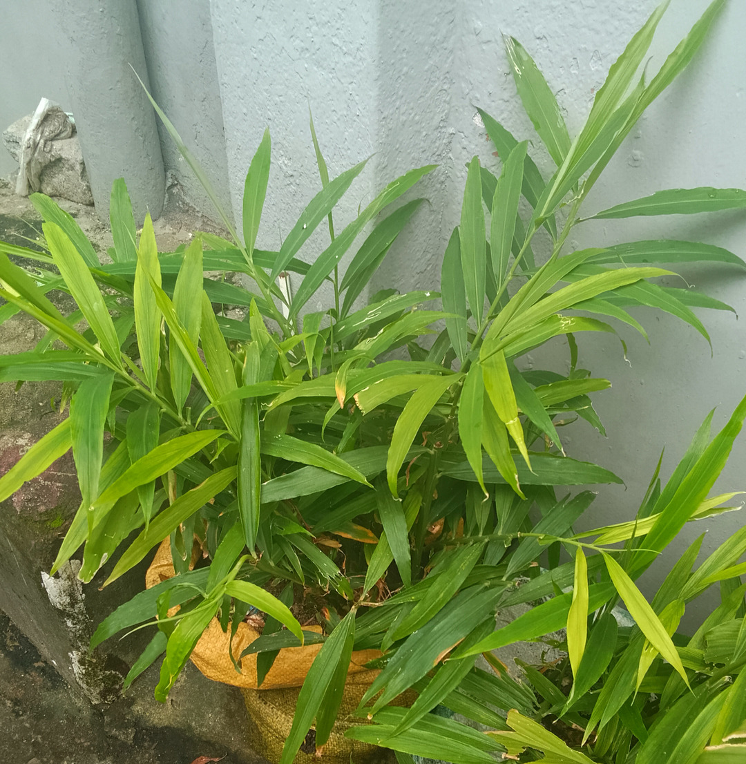 20175848_howtogrowgingerroyalchiokwa1_jpeg30230707874d4a6d47edee50b5209b63