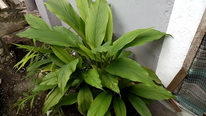 20166705_growingturmericincontainers_jpeg3dee5d91f3cd210d69c98b1a39368079