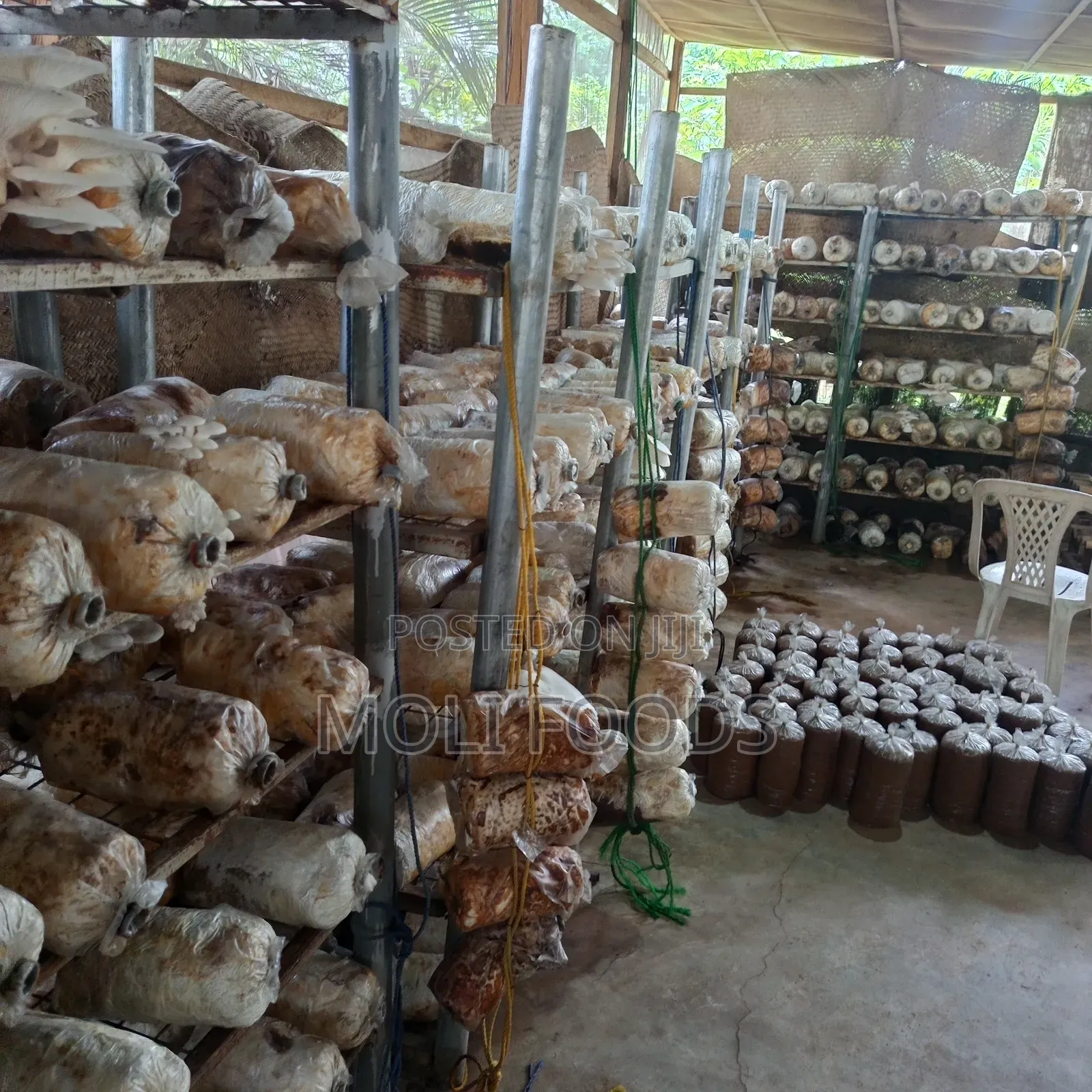 Organic Mushroom Training