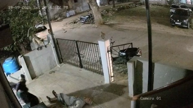 Woman dies after being knocked to the ground by a monkey outside her home