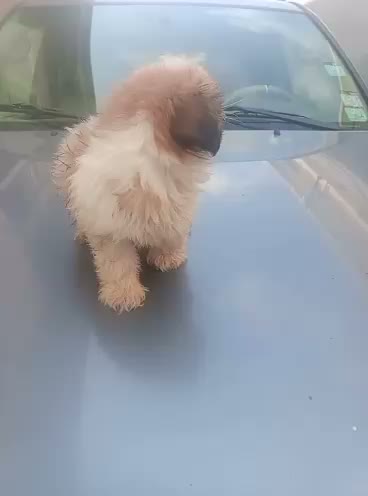 Male Shih Tzu Puppy For Sale