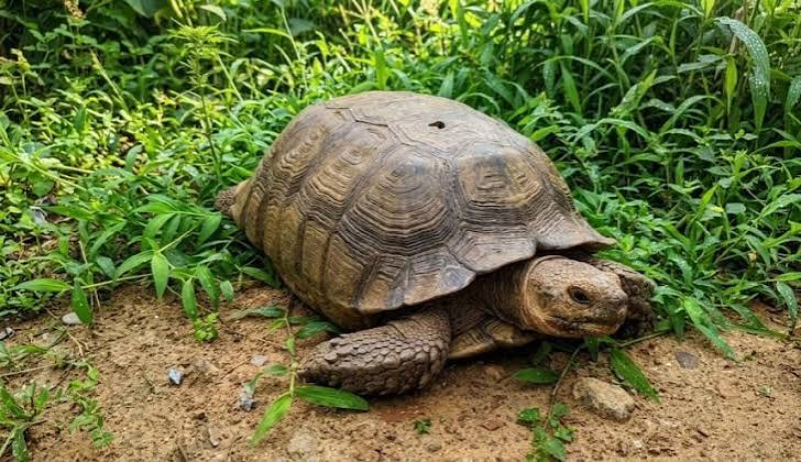 Alaafin Palace’s Famous ‘420-year-old’ Tortoise Dies In Oyo