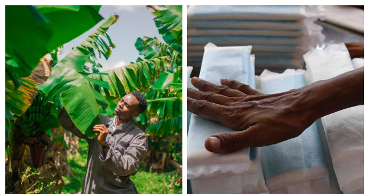 Millions of girls struggle with period poverty, but two Nigerians turn banana waste into cheap sanitary pads
