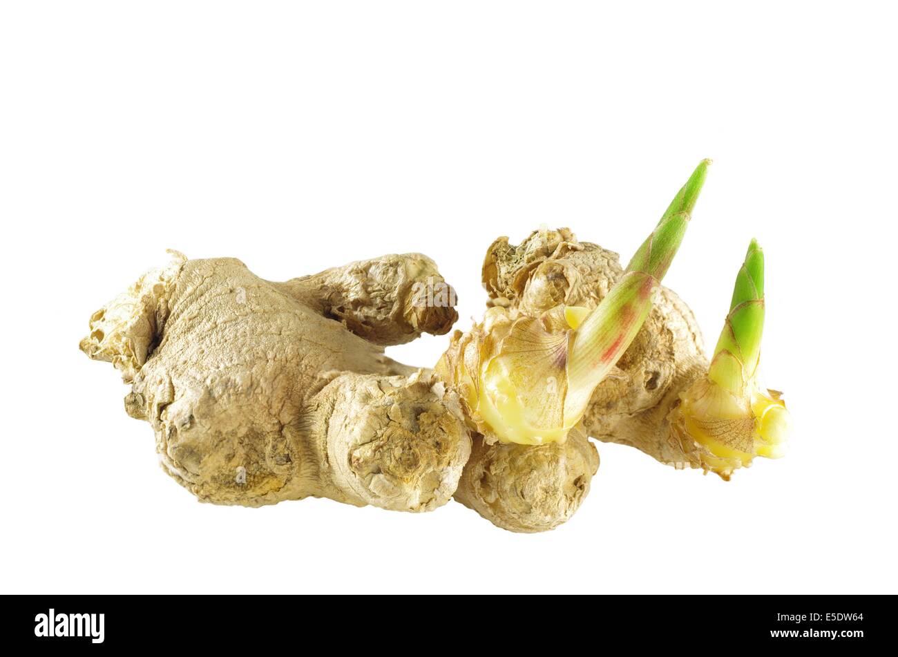20093015_germinatinggingeronwhitebackgrounde5dw64_jpegfc57756688cb191caacfe46c13181da4