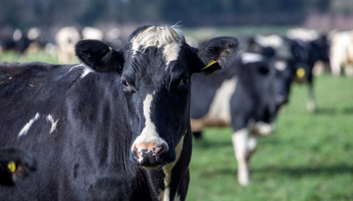 Cattle value chain: Stakeholders say cows business could be next wealth spinner if well planned