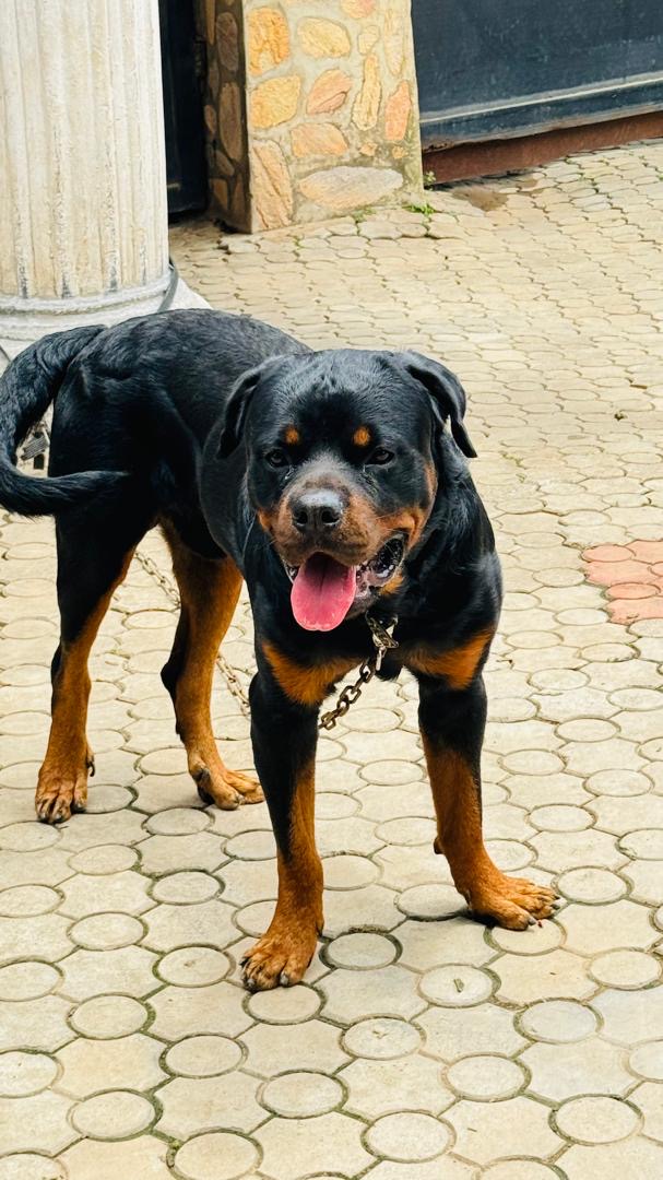 Fantastic Young Adult Male Rottweiller For Sale