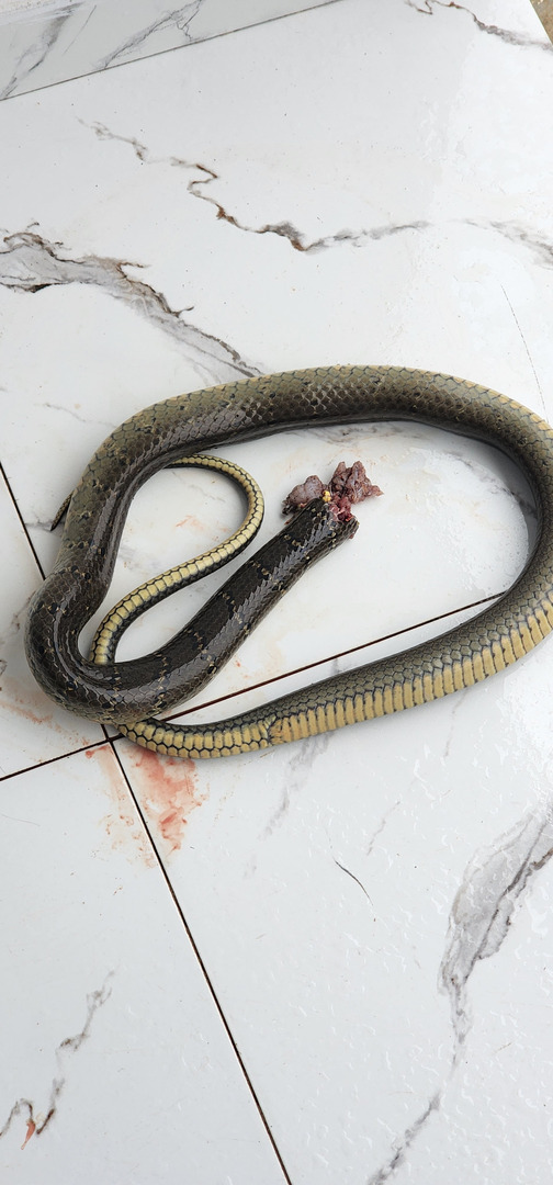 What Species Of Snake Is This?