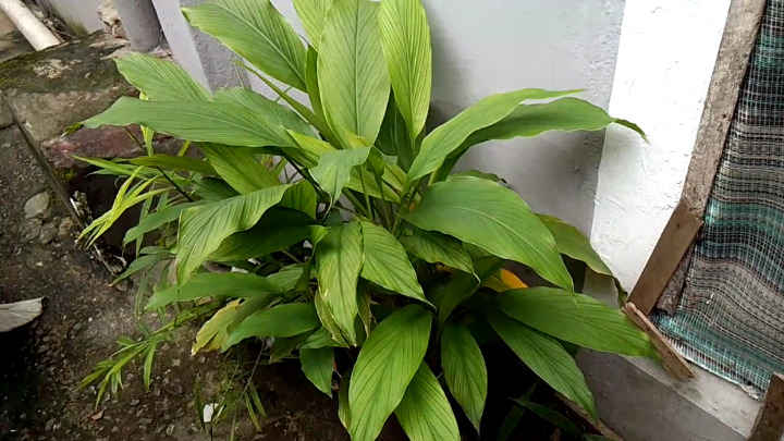 20166702_growingturmericincontainers1_jpeg14bee753c38cb96fe0bead334d88ae55