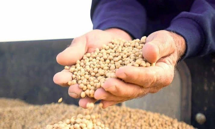 India probes Niger soybean imports over suspected Nigerian origin