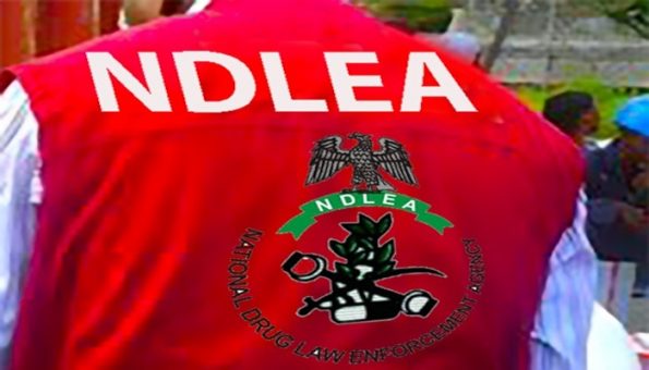 NDLEA Seizes Over 10 Tonnes of Illicit Drugs, 40 Firearms in Kogi