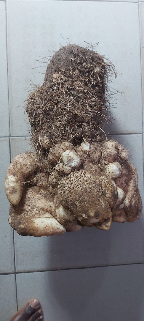 Nairalander Harvested A 19kg Yam From His Backyard Garden (Pictures)