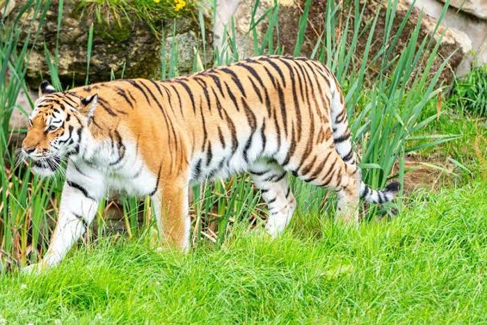 A Tiger killed a Man at a UK Zoo, now people are debating if the Animal should be put down