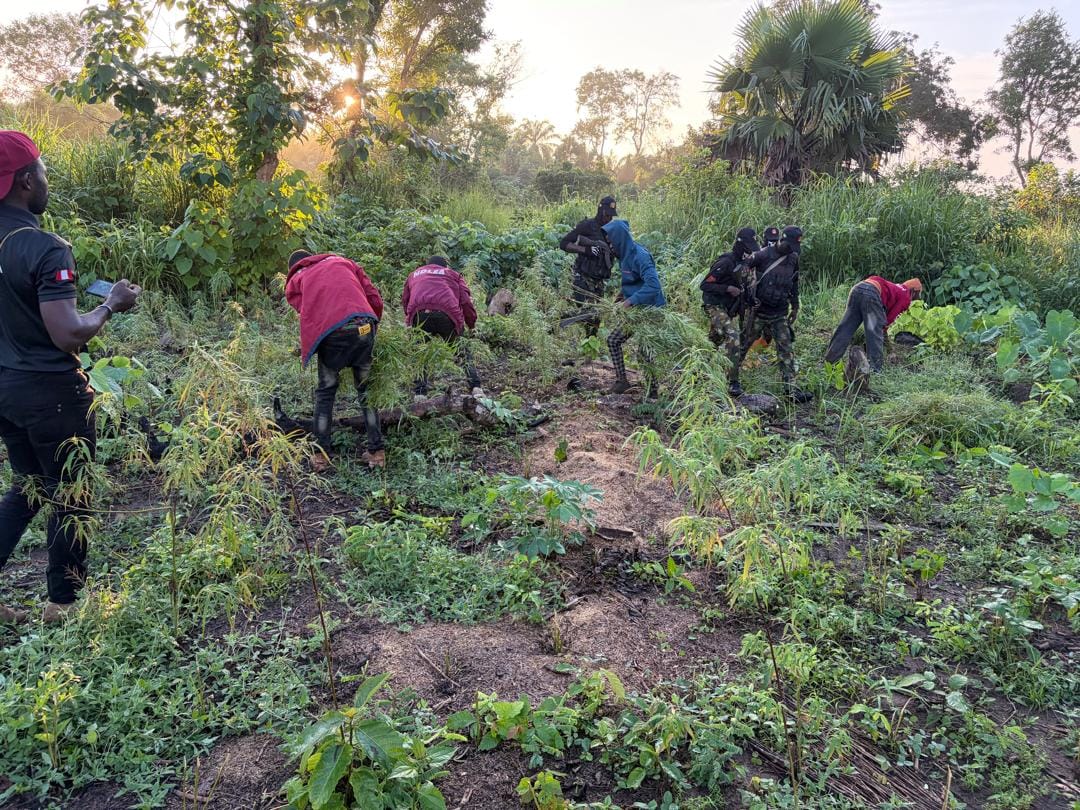 Edo: NDLEA Destroys Cannabis Farms, Arrests 2 with 1.4kg of Drugs